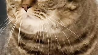 The Cutest Cat Wink You'll See Today!