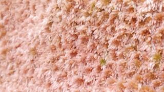 A Moss Resembling The Edelweiss