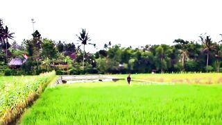 Lush Green Rural Paddy Field View