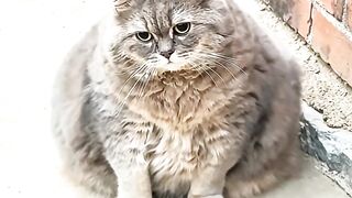 Kucing dan tikus 2