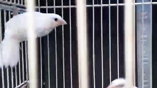 Burung hama yang jadi favorit