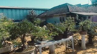Beautiful bonsai 2