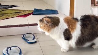 Slowmotion cat