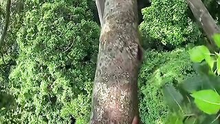 wild forest honey harvest