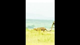 Cheetah hunting - Incredible