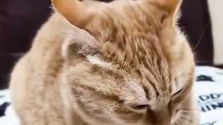 This Cat Just Did Something HILARIOUS 😂🐱