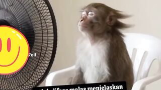 monyet menyalakan kipas angin