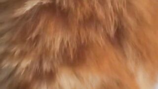 Kucing 🐈 2