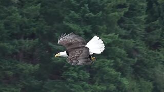 Bald Eagle filmed hunting - Amazing !