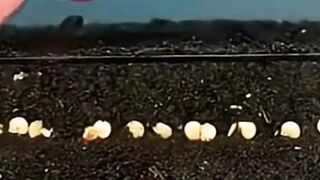 Amazing Chili Pepper Time Lapse