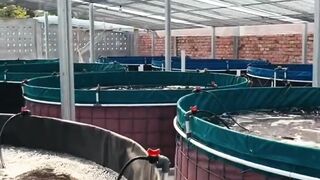 Fish Farming 2