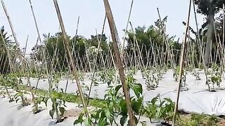 Chilli 2