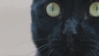 "JANGAN ABAIKAN! Lakukan Hal Ini Jika Kamu Gak Sengaja Nabrak Kucing Di Jalan..."