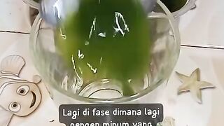 Cincu Hijau Daun Murni