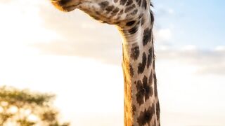 The Secret Behind Giraffes' Long Necks