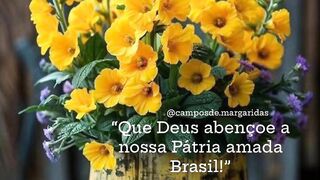 Bom dia 33
