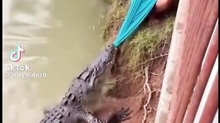 crocodile grabs womans towel😰