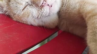 A cat is sleeping on the chair.