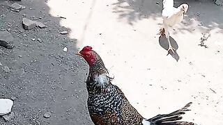 Ayam kampung 3