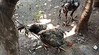 Ayam kampung 4