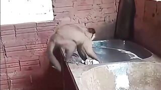 Brother monkey can also do the laundry