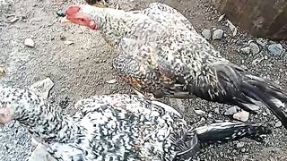 Ayam kampung 5