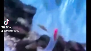 RollerCoaster at Aquarium