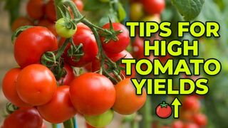 Tips for High Tomatos Yields
