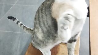 “Teasing a cat at the airport station.”