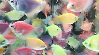 beautiful fish 4