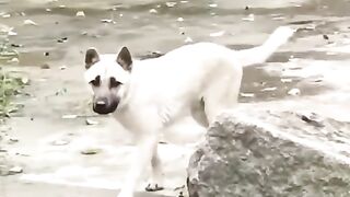The funny dog