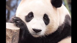 🐼 “I’m Alone… Please, I’m Hungry” 🥺 | Cute Panda That Will Melt Your Heart