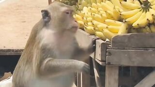 Monyet mencuri pisang