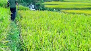 Suasana pagi di kampung 2
