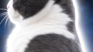 cat stuff