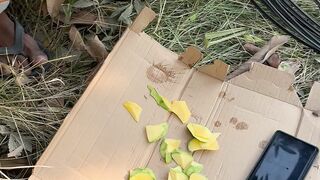 Mangga muda