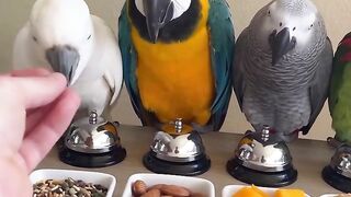 A beautiful bird