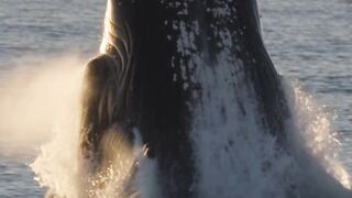 Whale Watch