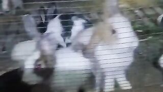 Apakah ini yang namanya berang-berang? 😅😅