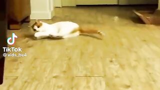 Funny cat 377