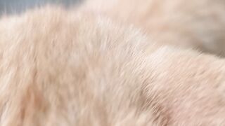 Orange cat 5