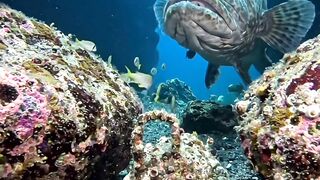 A Massive Fish Appeared From the Darkness 🌊🐟
