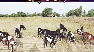 new Malik goat farm