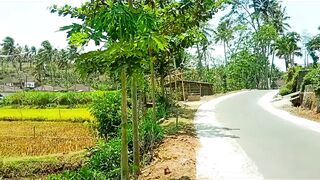 Symphony of the Countryside: Wind and Chirping Birds Harmony