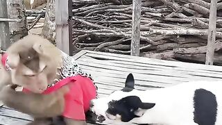 Monkey vs dog 3