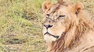 🦁🦁 Stunning Lion 🦁🦁.mp4.2026