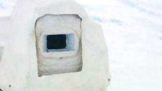 Polar Bears Play Football.mp4.2026