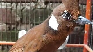 This Bird Has an Incredible Voice! | Cililin Bird