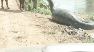 Sapi dan ular