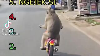 🐒 This Monkey Is Too Funny! You Have to See This! 😂 #Shorts